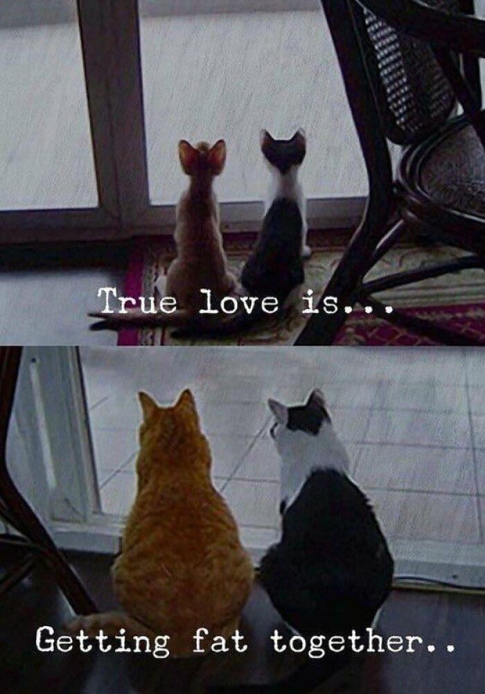 True Love Is.. 🤣