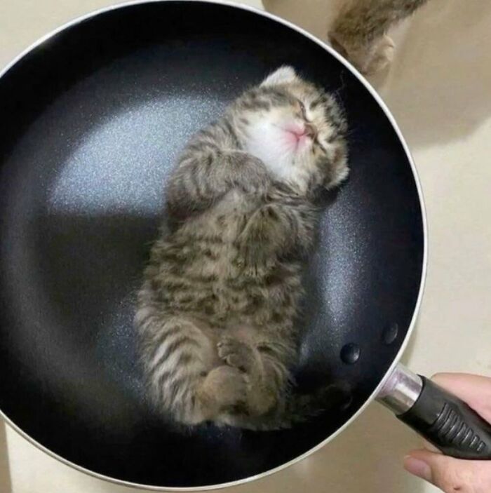 Cat Fish.. 😂🥰