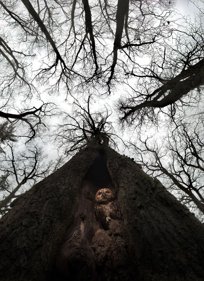 Owl perched in tree hollow featured in Ournature Environmental Photo Awards