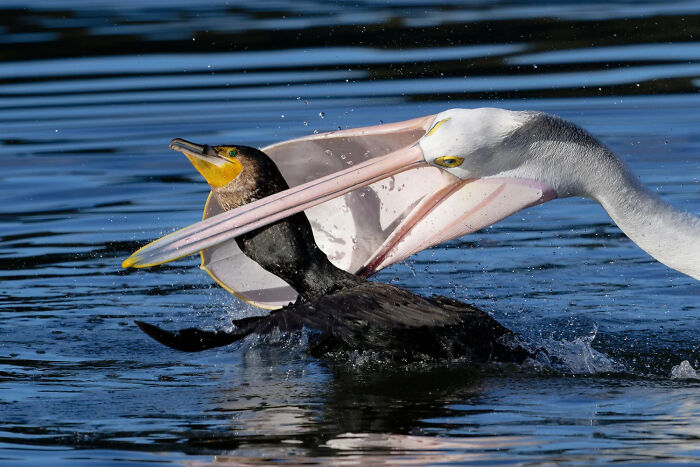 Bird Behaviour: Cormorant Refuses To Give Up Catch To Pelican Mafia By Greg Wyncoll