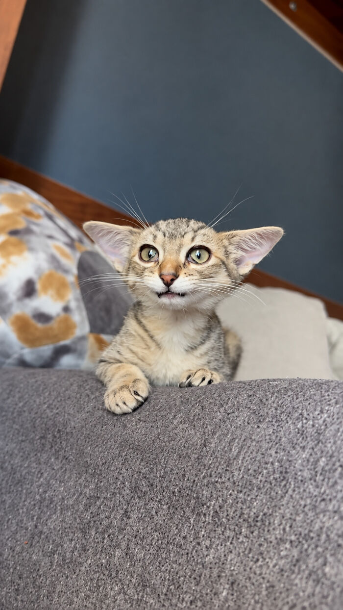 Herbie, a striped kitten with an unusual face and large ears, peeks over the edge of a grey sofa.