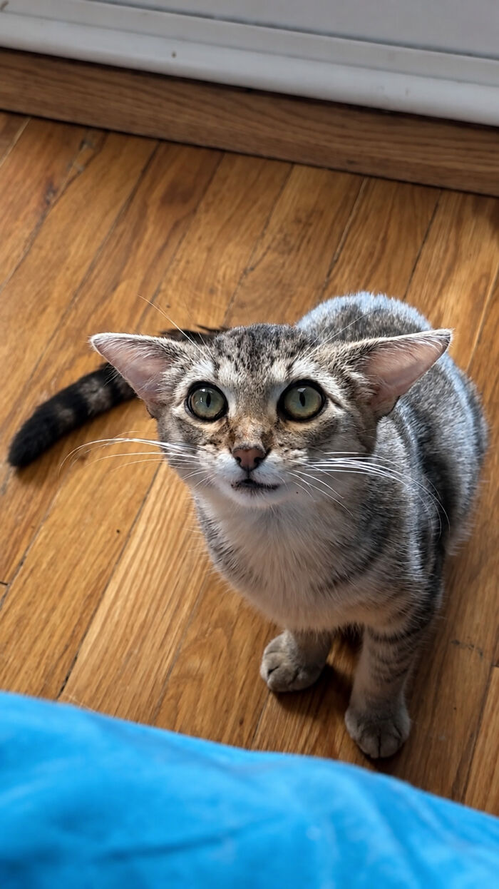 Herbie looking up with wide eyes and showing his unusual face on a hardwood floor.