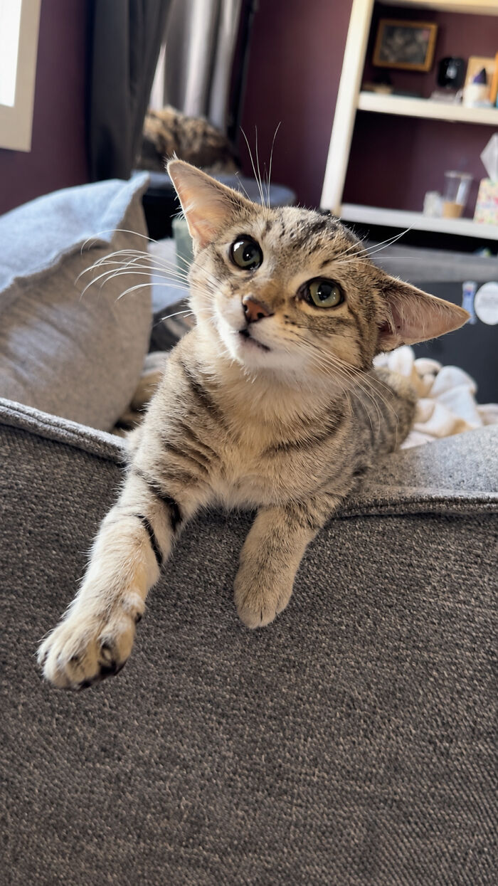 Herbie showing off his unusual face and airplane ears while lounging on a grey couch.