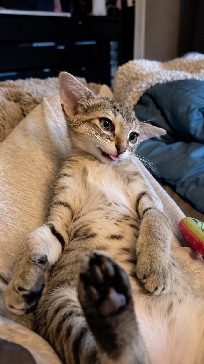 Herbie with his unusual face lying on his back on a soft blanket, sticking his tiny pink tongue out.