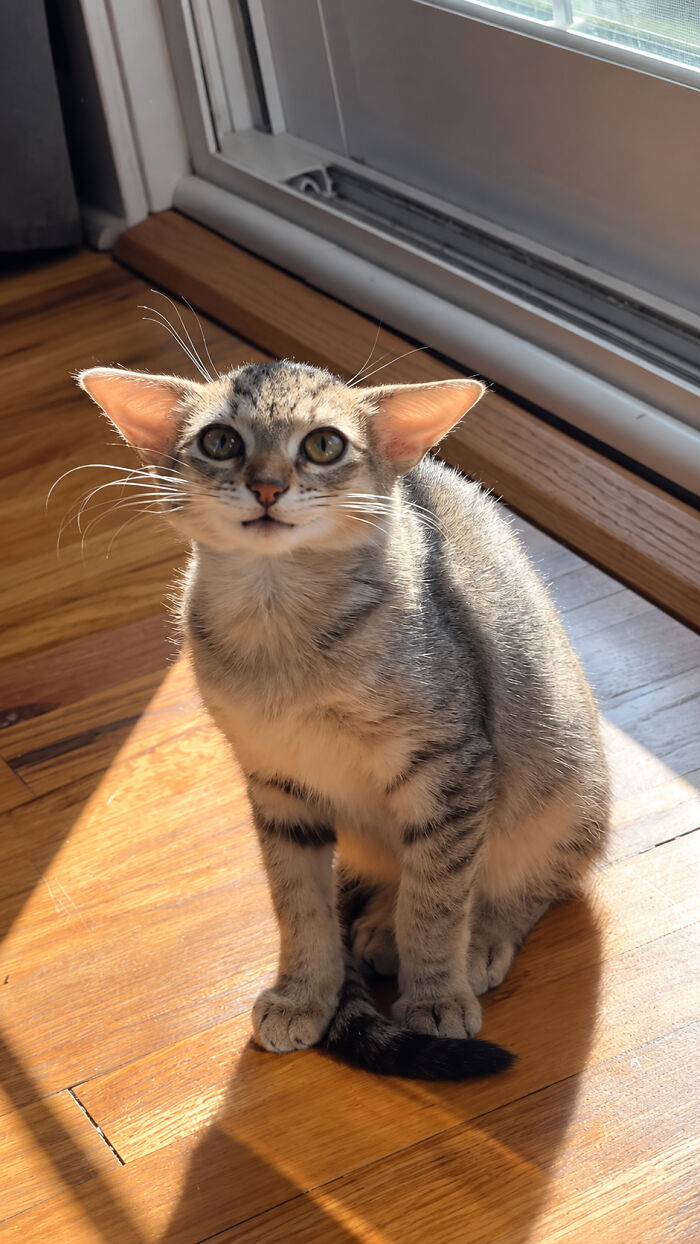 Herbie sitting in the sunlight on a wooden floor, displaying his unusual face and large ears.