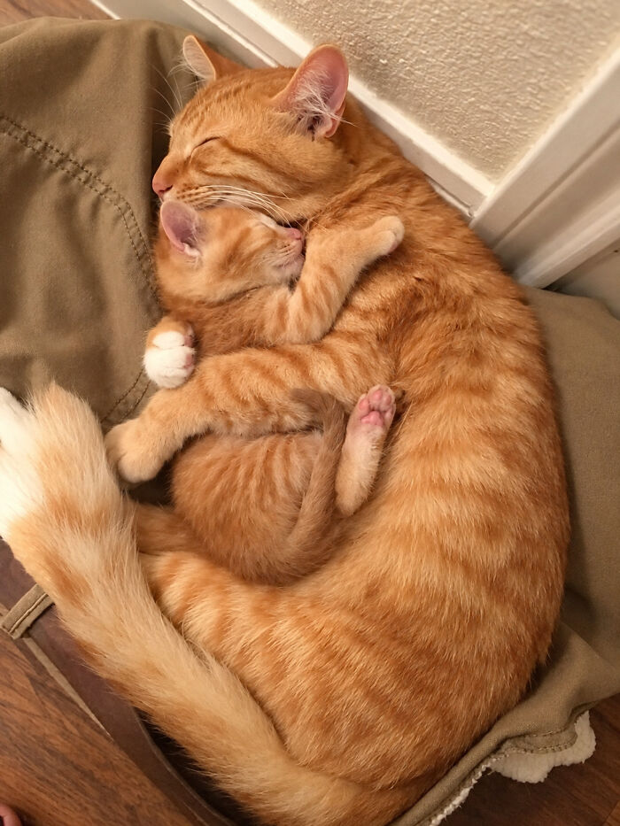 21 Heartwarming Photos Of Mama Cats And Their Kittens That Show A Mother’s Love Is Truly Special
