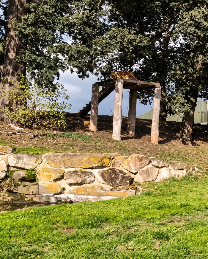Enclosure of a tiger featuring a wooden platform surrounded by trees and stone wall. Enclosure of a tiger featuring a wooden platform surrounded by trees and stone wall.