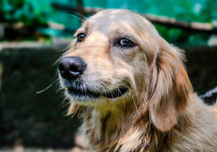 Meet Golden Retriever Who Brings 'Gifts' To Comfort Crying Foster Puppies Meet Golden Retriever Who Brings 'Gifts' To Comfort Crying Foster Puppies