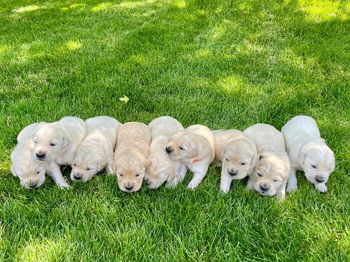 Meet Golden Retriever Who Brings 'Gifts' To Comfort Crying Foster Puppies Meet Golden Retriever Who Brings 'Gifts' To Comfort Crying Foster Puppies