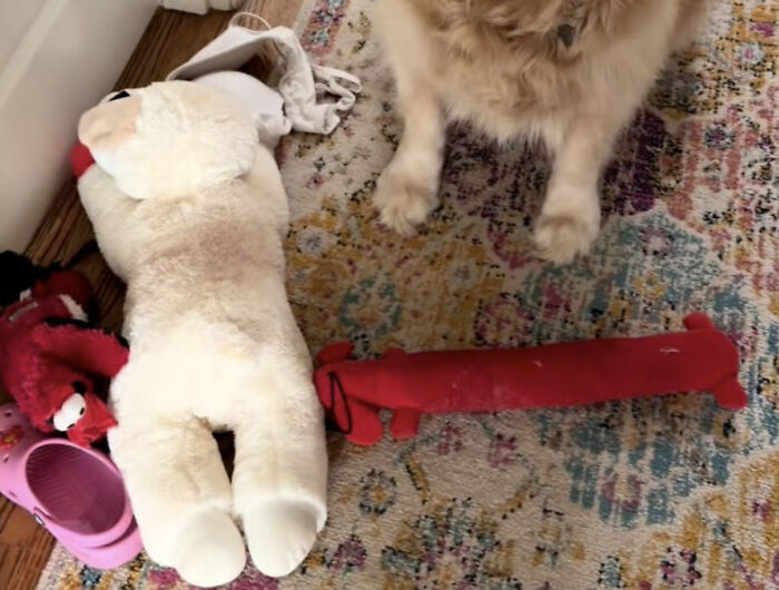 Meet Golden Retriever Who Brings 'Gifts' To Comfort Crying Foster Puppies Meet Golden Retriever Who Brings 'Gifts' To Comfort Crying Foster Puppies