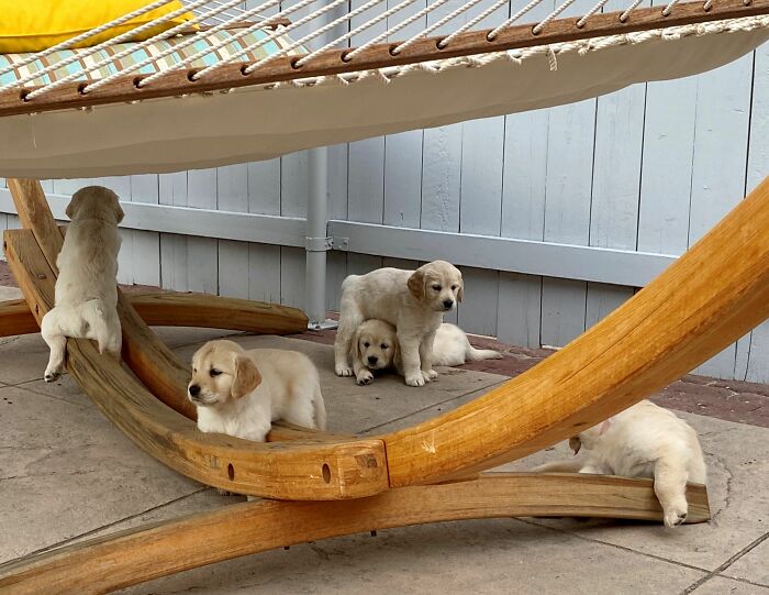 Meet Golden Retriever Who Brings 'Gifts' To Comfort Crying Foster Puppies Meet Golden Retriever Who Brings 'Gifts' To Comfort Crying Foster Puppies