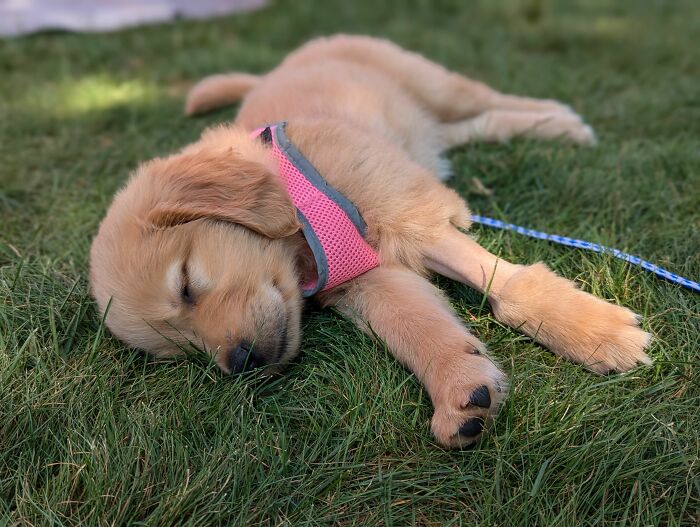 Meet Golden Retriever Who Brings 'Gifts' To Comfort Crying Foster Puppies Meet Golden Retriever Who Brings 'Gifts' To Comfort Crying Foster Puppies