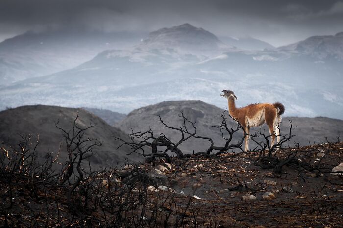 Npoty award-winning shot of a guanaco standing on a scorched hill with distant mountains.