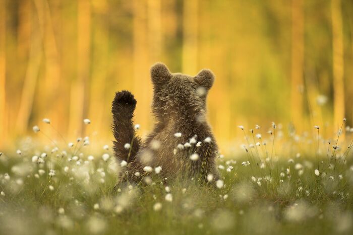 A fluffy brown bear cub sitting from behind in a grassy meadow for NPOTY photo entry