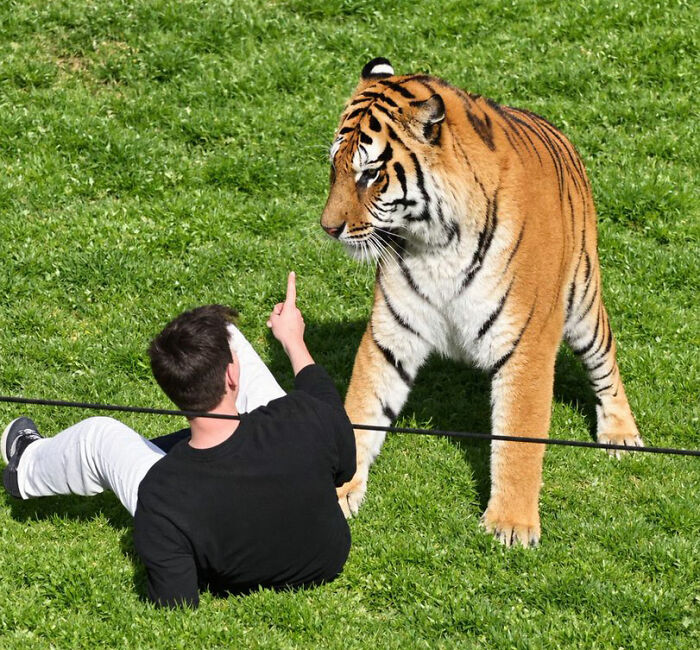 Fate Of Tiger That Mauled Man After He Entered Its Enclosure Finally Revealed Fate Of Tiger That Mauled Man After He Entered Its Enclosure Finally Revealed
