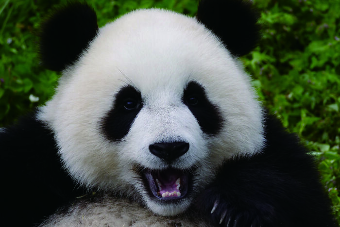 Close-up of a giant panda smiling with lush greenery background