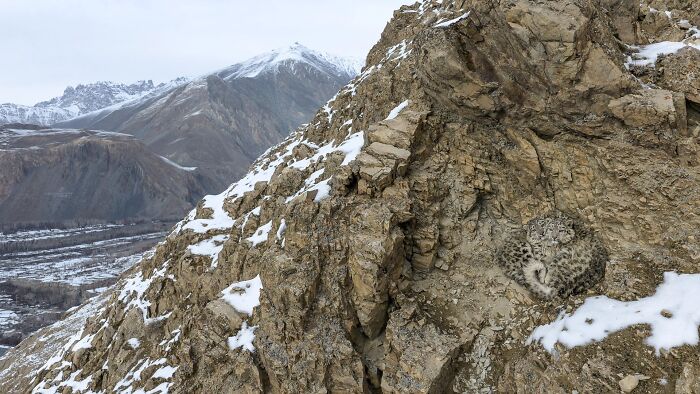Camouflaged snow leopard curled up on a rocky cliff, from the Ournature Environmental Photo Awards.