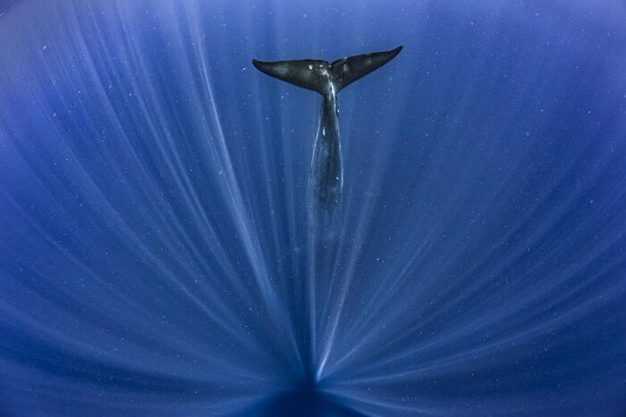 Npoty photography featuring a whale diving into deep blue ocean water with rays of sunlight.
