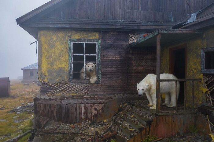 Polar bears exploring an abandoned wooden house in an arctic landscape for NPOTY.