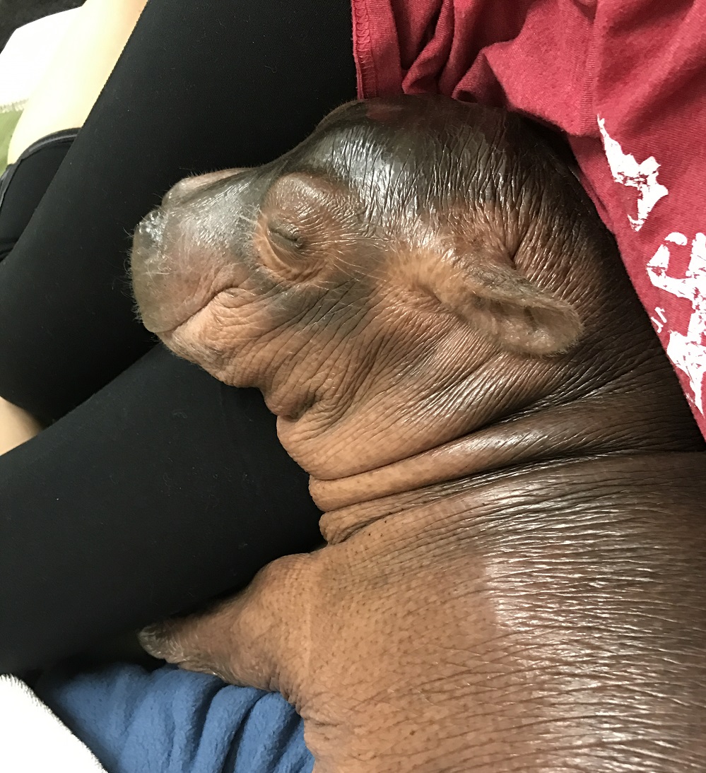 Baby Fiona the hippo peacefully sleeping while resting on a person lap