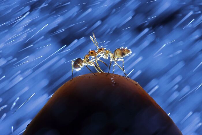 Two ants covered in water drops in heavy rain for Ournature Environmental Photo Awards 2026