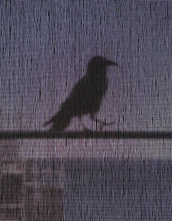 Backyard Birds: Crow Through The Blind By Lizette Gamble