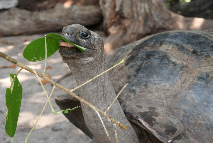 Giant Tortoises On This Remote Atoll Now Outnumber The Human Population Of Seychelles Giant Tortoises On This Remote Atoll Now Outnumber The Human Population Of Seychelles