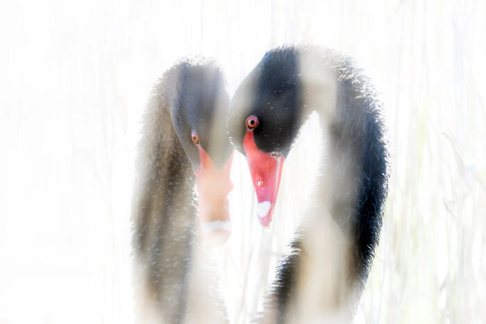 Runner-Up, Bird Portrait: Impasse By Reeni Martinez