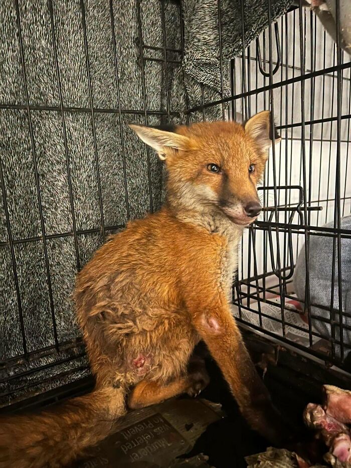 Injured fox kit sitting inside a wire rescue cage during initial recovery.