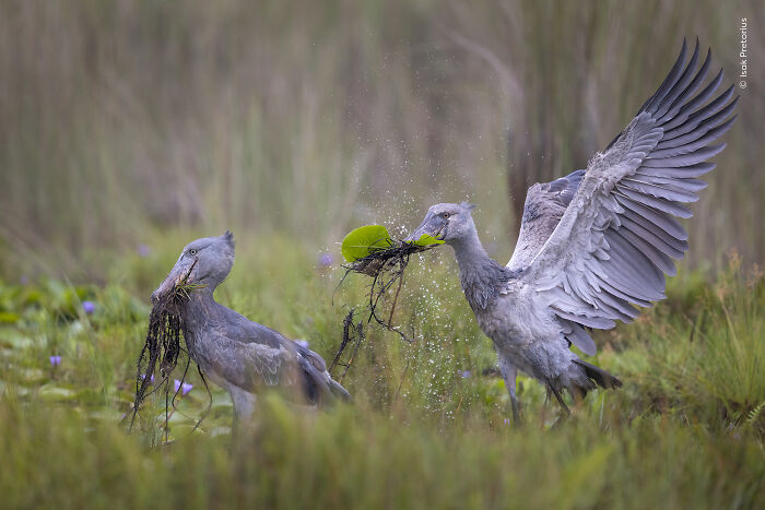Two birds interacting with aquatic plants in wetland wildlife photographer