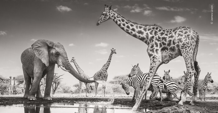 Elephant and giraffes at waterhole in black and white wildlife photographer
