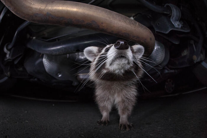 Wildlife photo of a curious raccoon looking up from under a parked car.