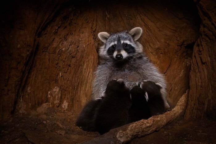 Wildlife photo of a mother raccoon nursing her baby kits inside a hollow tree trunk
