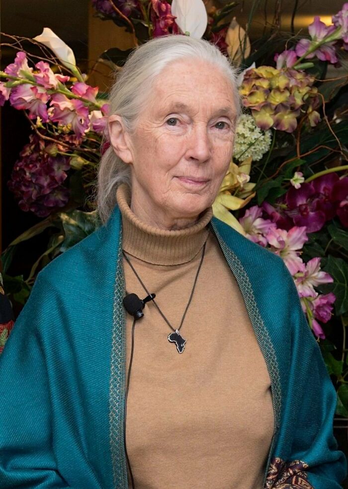 This Heartwarming Animal Rescue Is Proof That Dr. Jane Goodall's Spirit Lives On