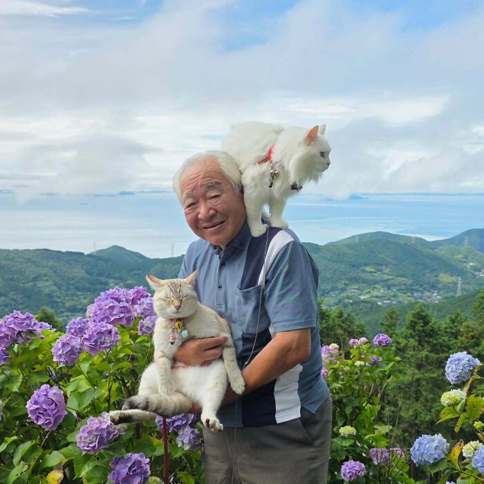 Japanese grandpa posing with a white cat on his shoulder in a scenic hydrangea field photoshoot.