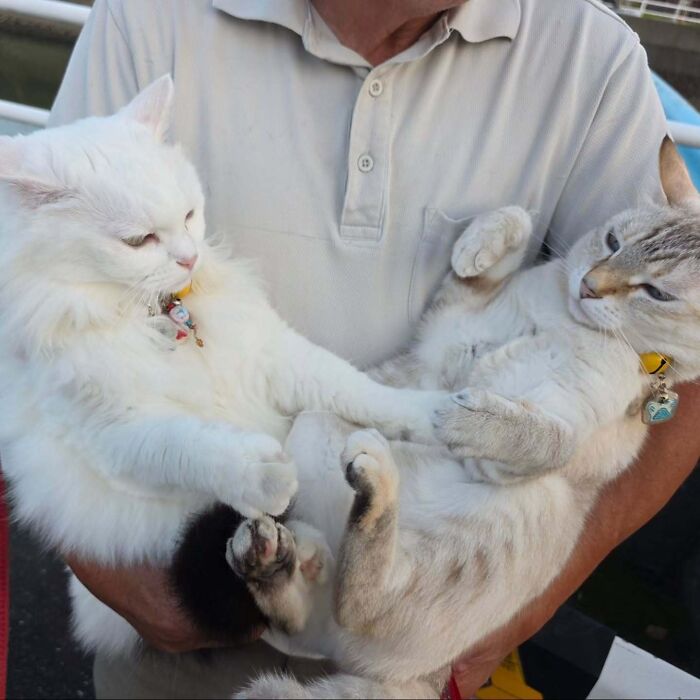 Close-up of Japanese grandpa holding his cats as they playfully fight during cute photoshoots.