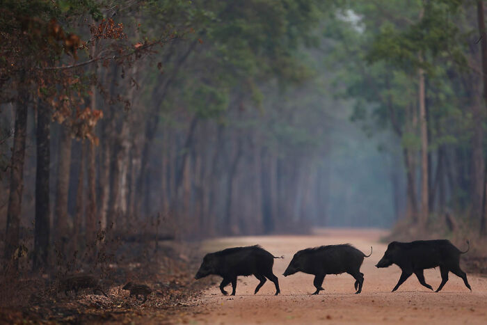 Wildlife photo of three wild boars crossing a dirt road running through a dense forest.