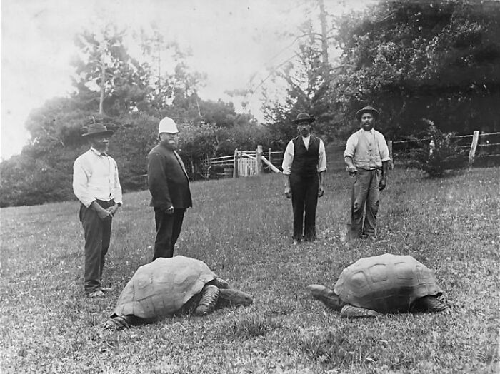 Historical black and white photo of Jonathan the tortoise on Saint Helena with local residents. Historical black and white photo of Jonathan the tortoise on Saint Helena with local residents.
