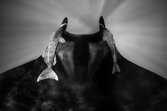 Black and white wildlife photo of fish riding on large manta ray underwater