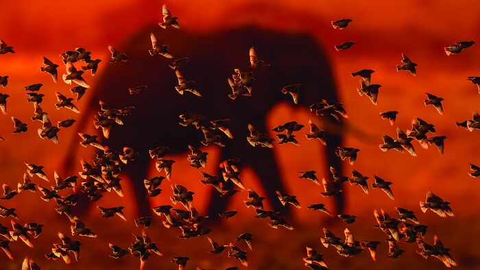 Wildlife photo showing birds flying with an elephant silhouette at sunset