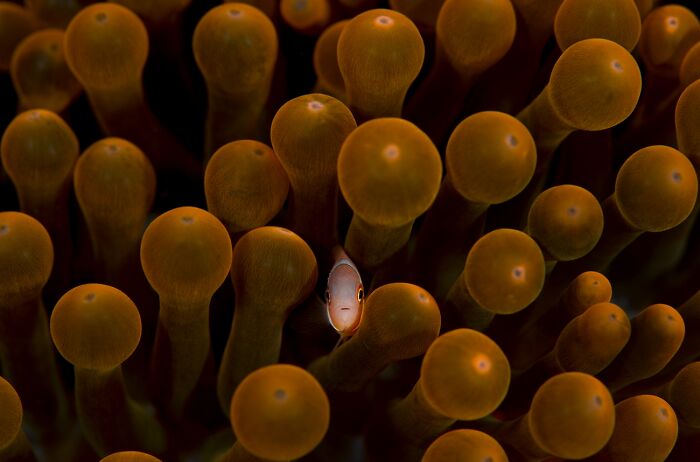 Clownfish peeking out from orange sea anemone tentacles wildlife photo