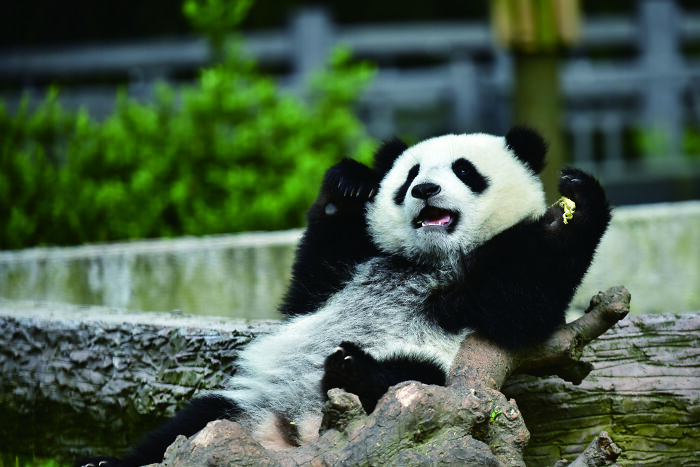 Giant panda relaxing on tree logs in a zoological park