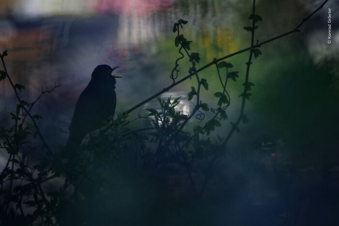 Silhouetted bird calling amid dark vegetation wildlife photographer