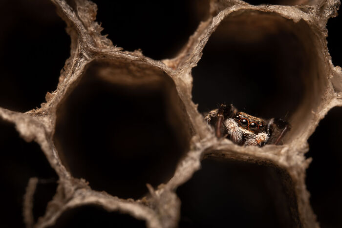 Wildlife photo of a small jumping spider hiding inside a dry honeycomb cell structure.
