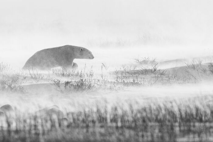 A polar bear walks through a snowy blizzard in this NPOTY Wildlife Photos entry