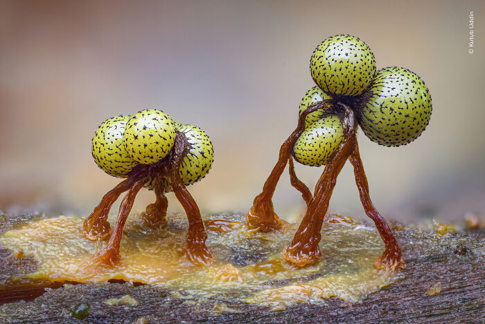 Close-up of fungi with textured spores wildlife photographer