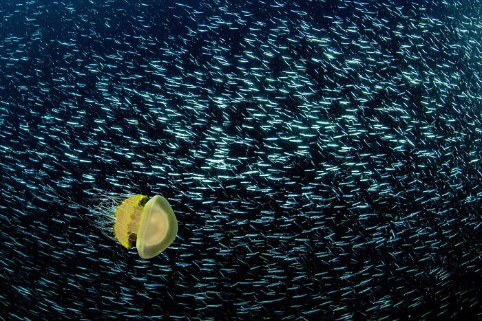 Jellyfish swimming in ocean, Ournature Environmental Photo Awards entry