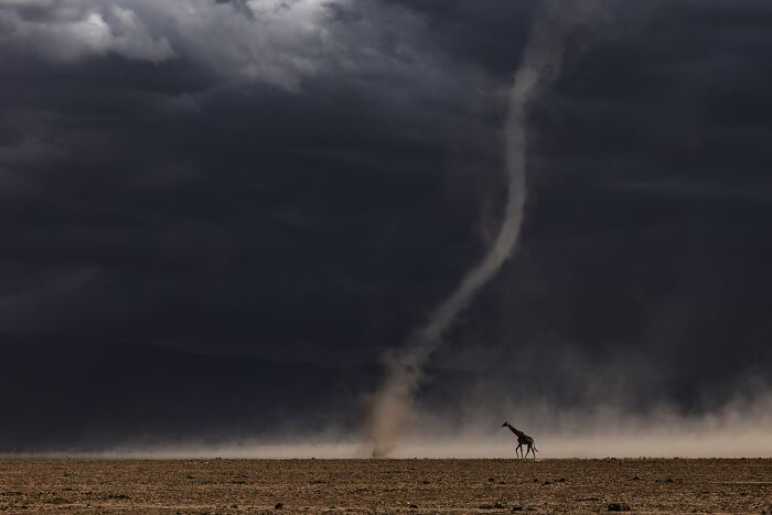 Wildlife photo of giraffe near dust tornado under stormy sky