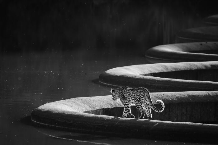 Black and white wildlife photo of a leopard walking along a concrete edge near water.