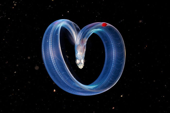Translucent marine eel curled in a heart shape in a deep ocean wildlife photo
